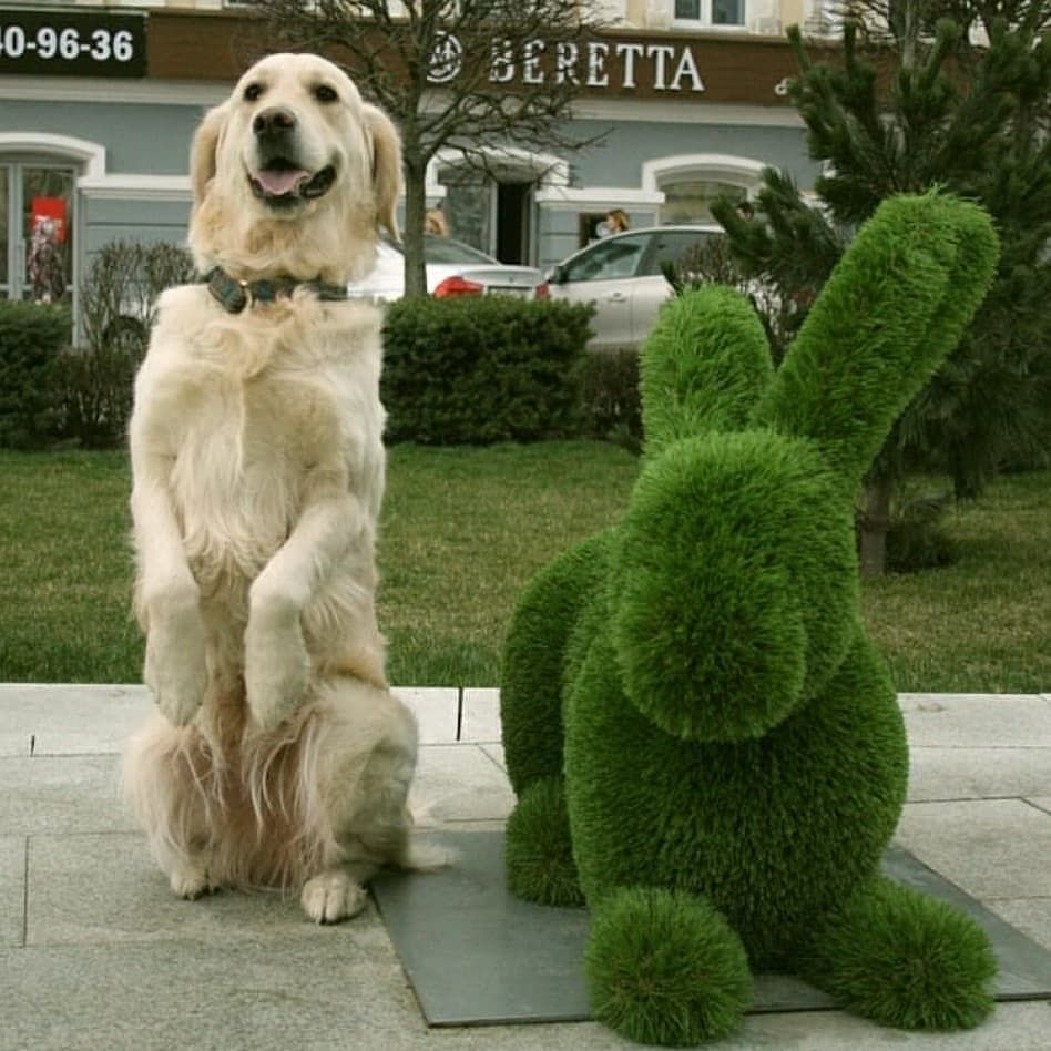 Собака и заяц
